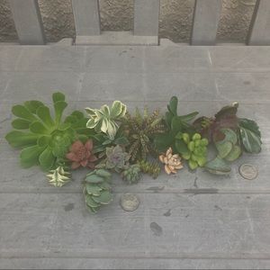 cruelgirlarcher succulents